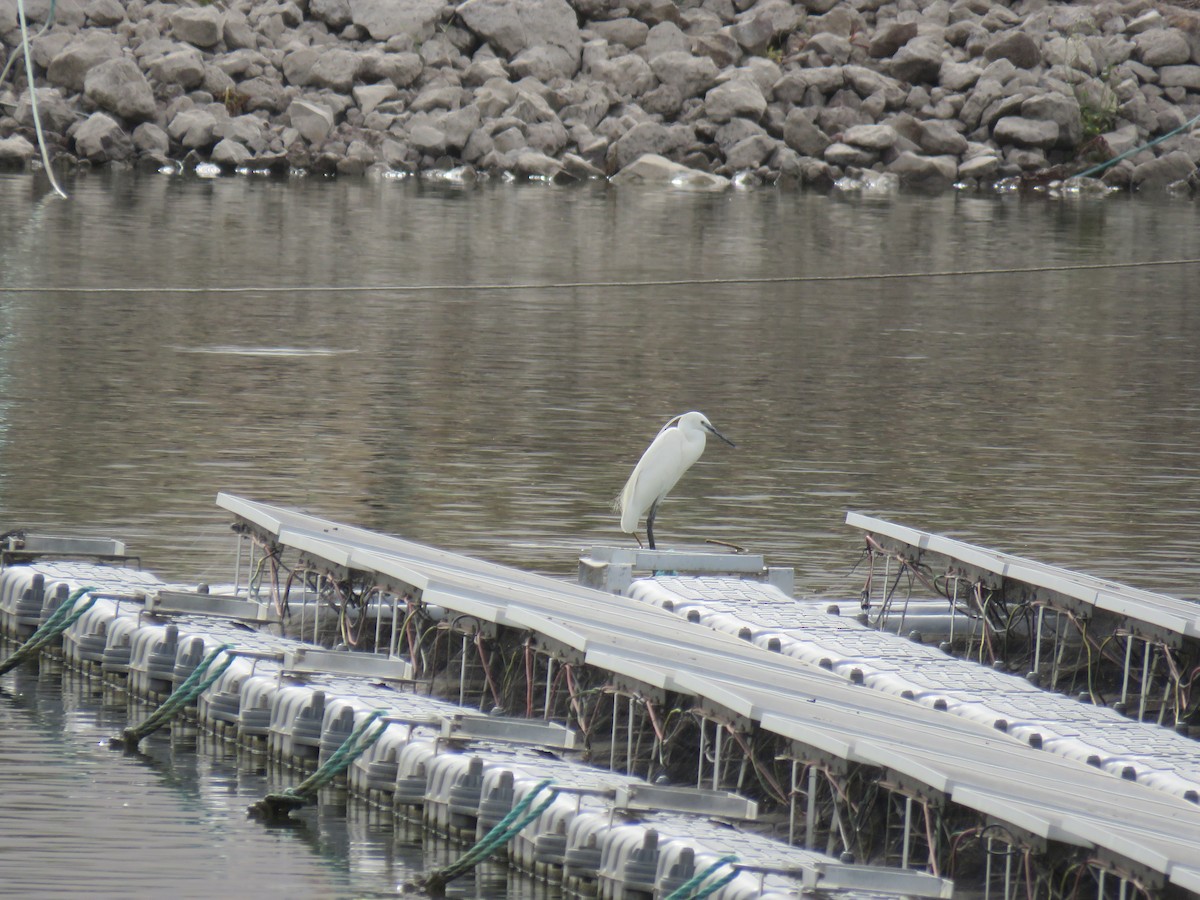 Little Egret - ML592297931