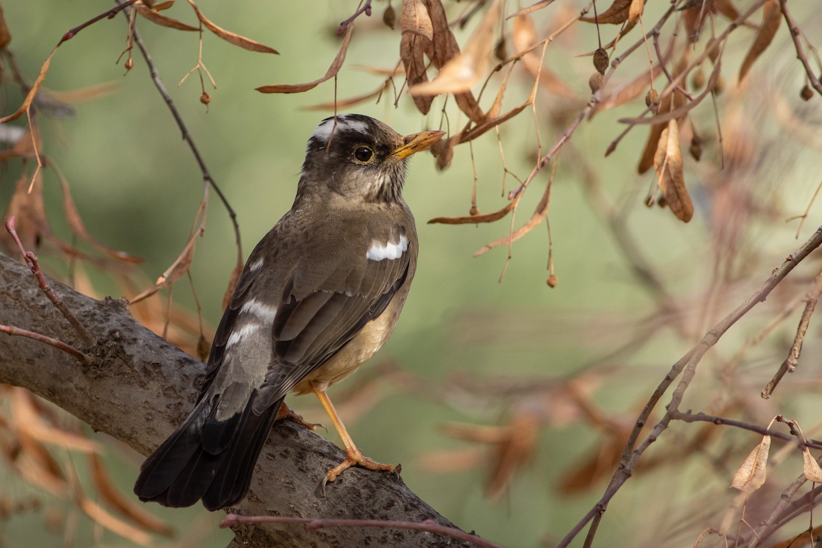 Austral Thrush (Magellan) - Ariel Cabrera Foix