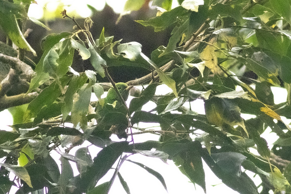 Blue-naped Chlorophonia - Jeff 'JP' Peters