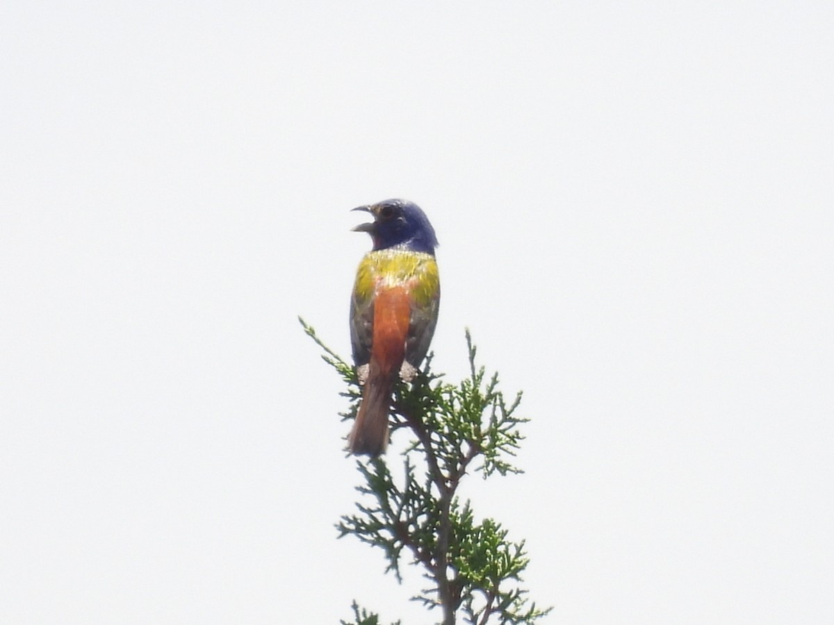 Passerin nonpareil - ML592298861
