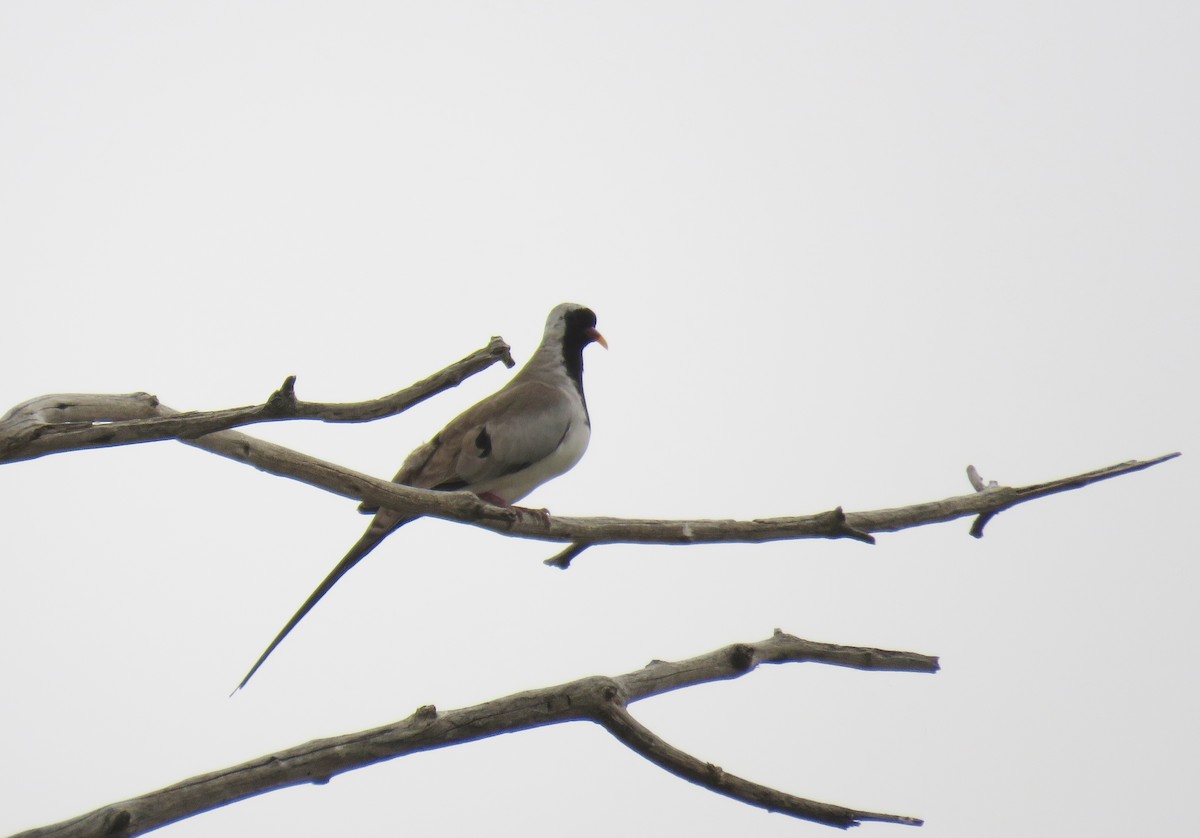 Namaqua Dove - ML592299241