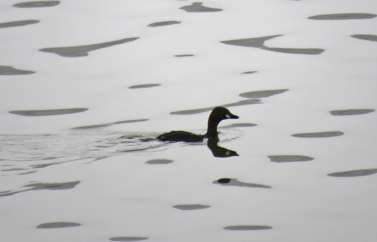 Little Grebe - ML592299991