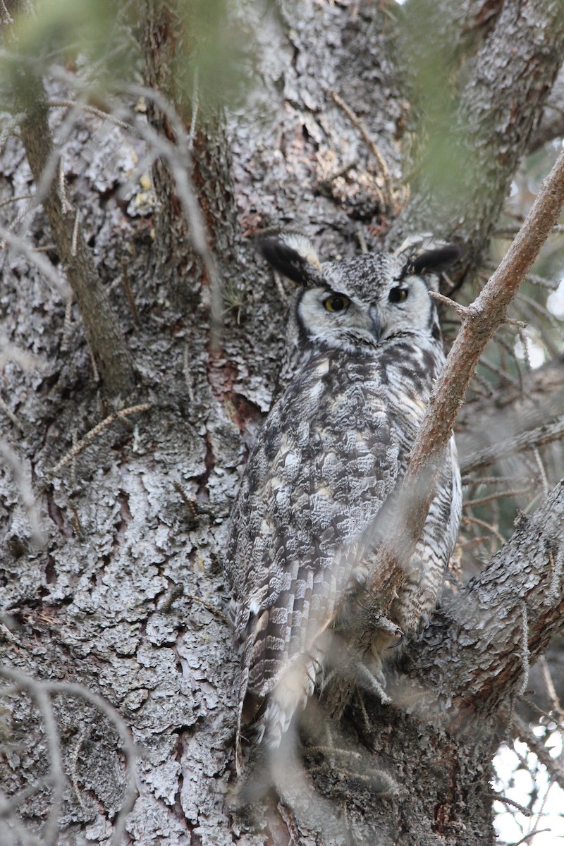 Great Horned Owl - ML592300001