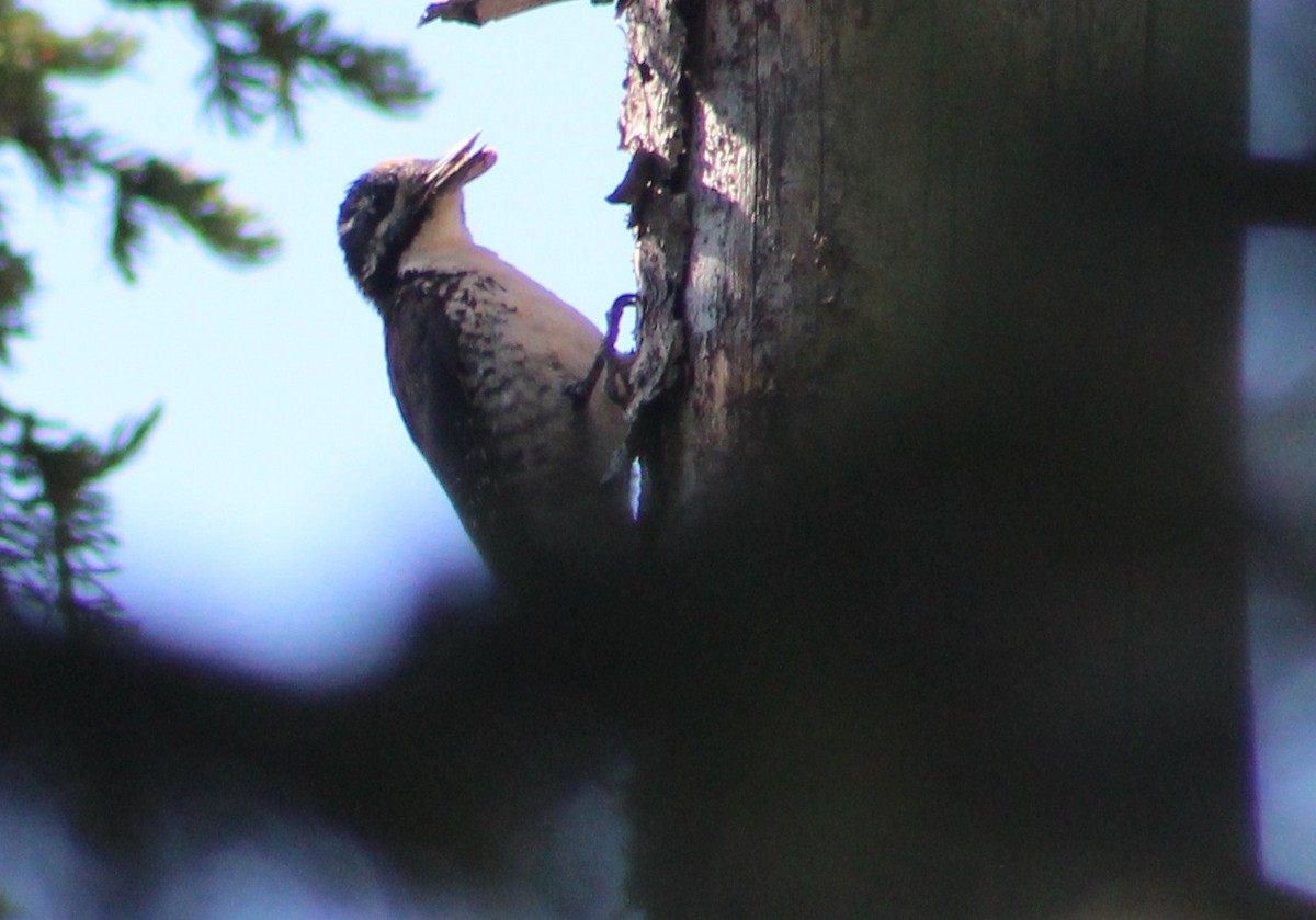 American Three-toed Woodpecker (Rocky Mts.) - ML592300351