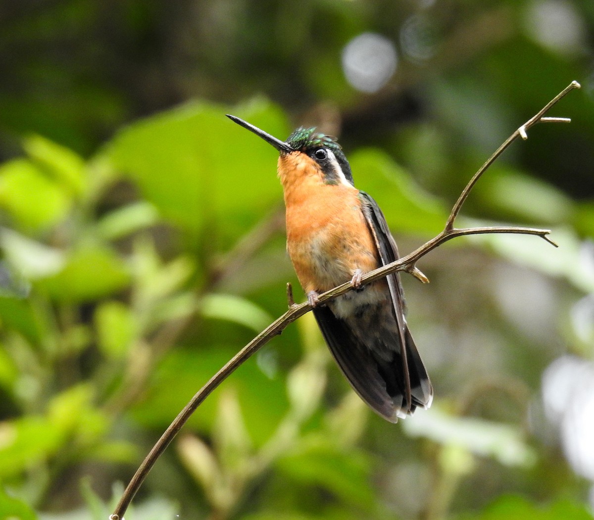 kolibřík fialovohrdlý - ML592300561