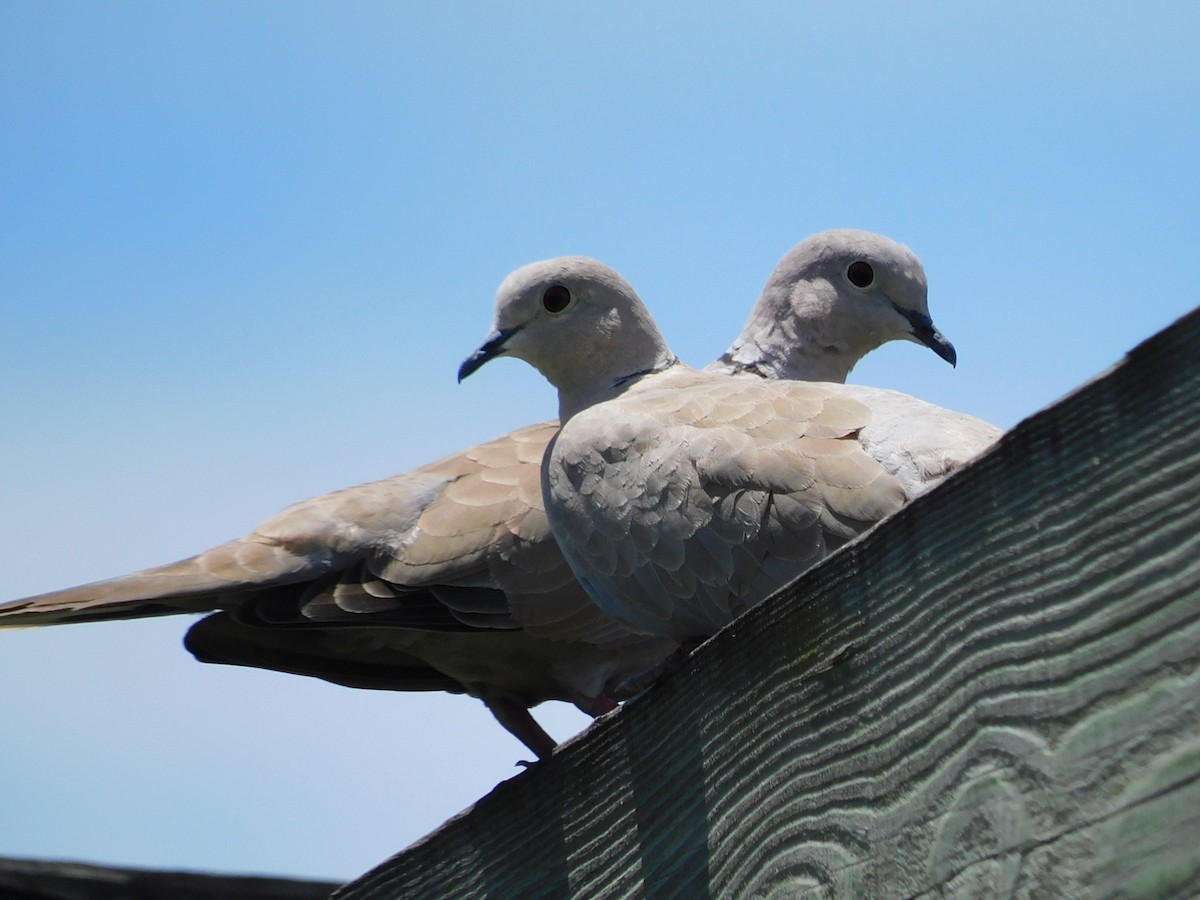 Eurasian Collared-Dove - Kathy Rhodes