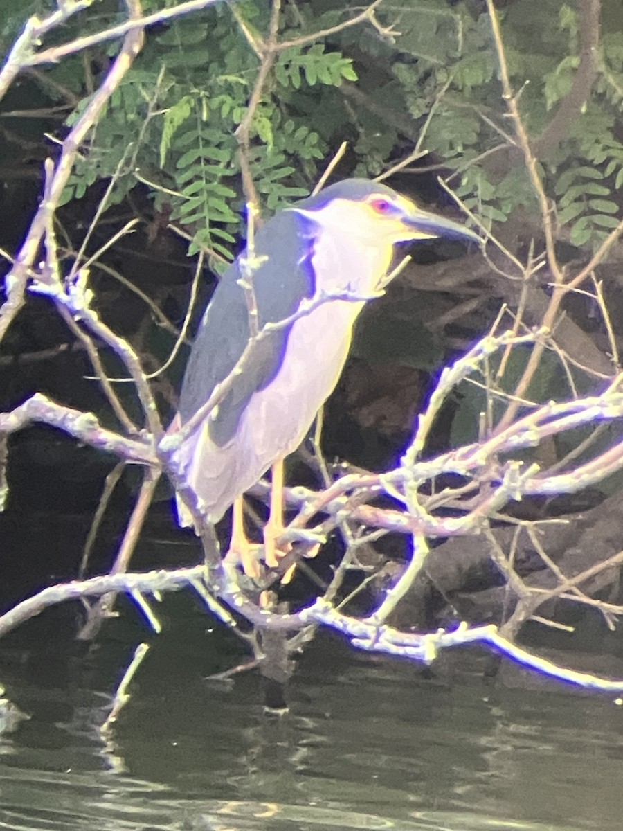 Black-crowned Night Heron - Bro Co.