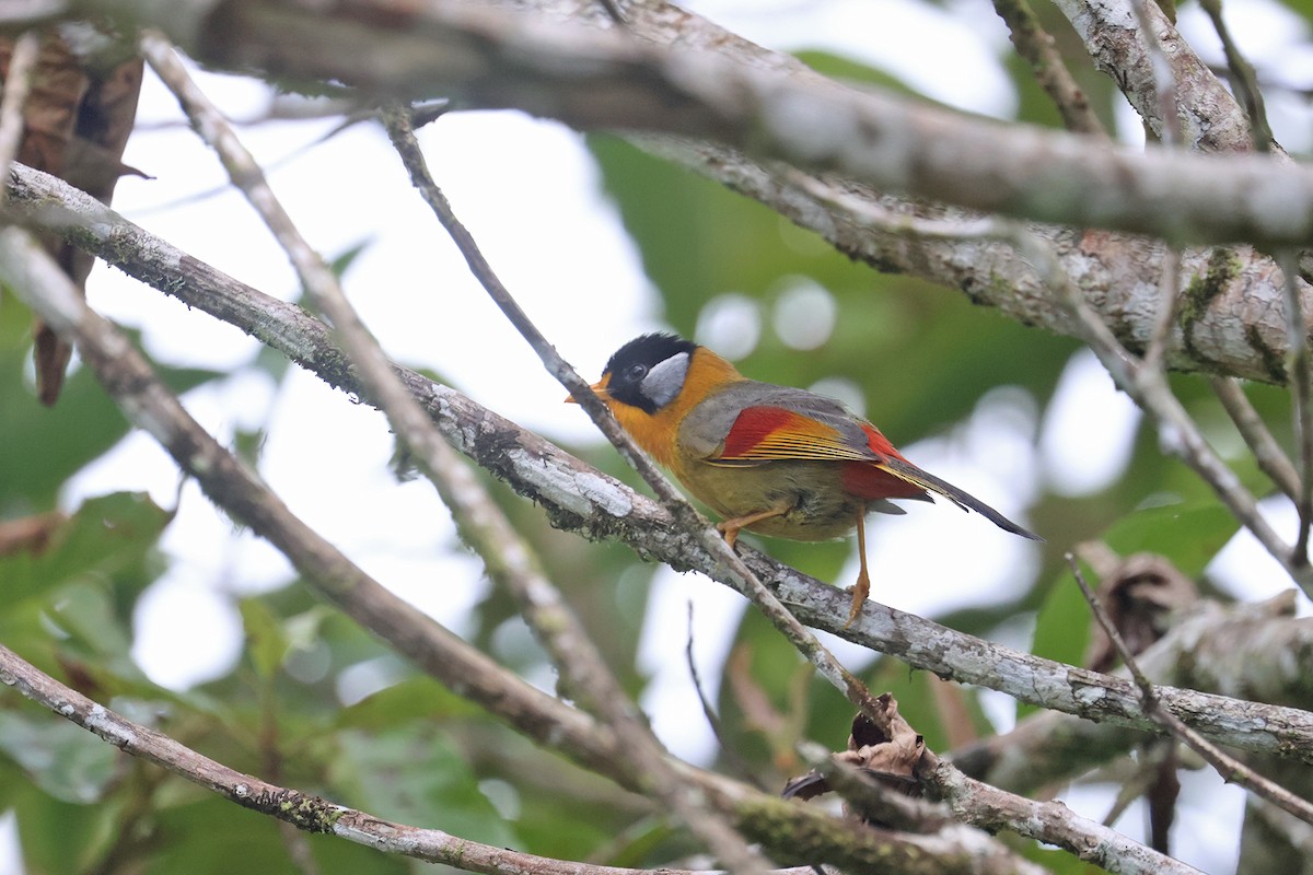 Silver-eared Mesia (Silver-eared) - ML592301721