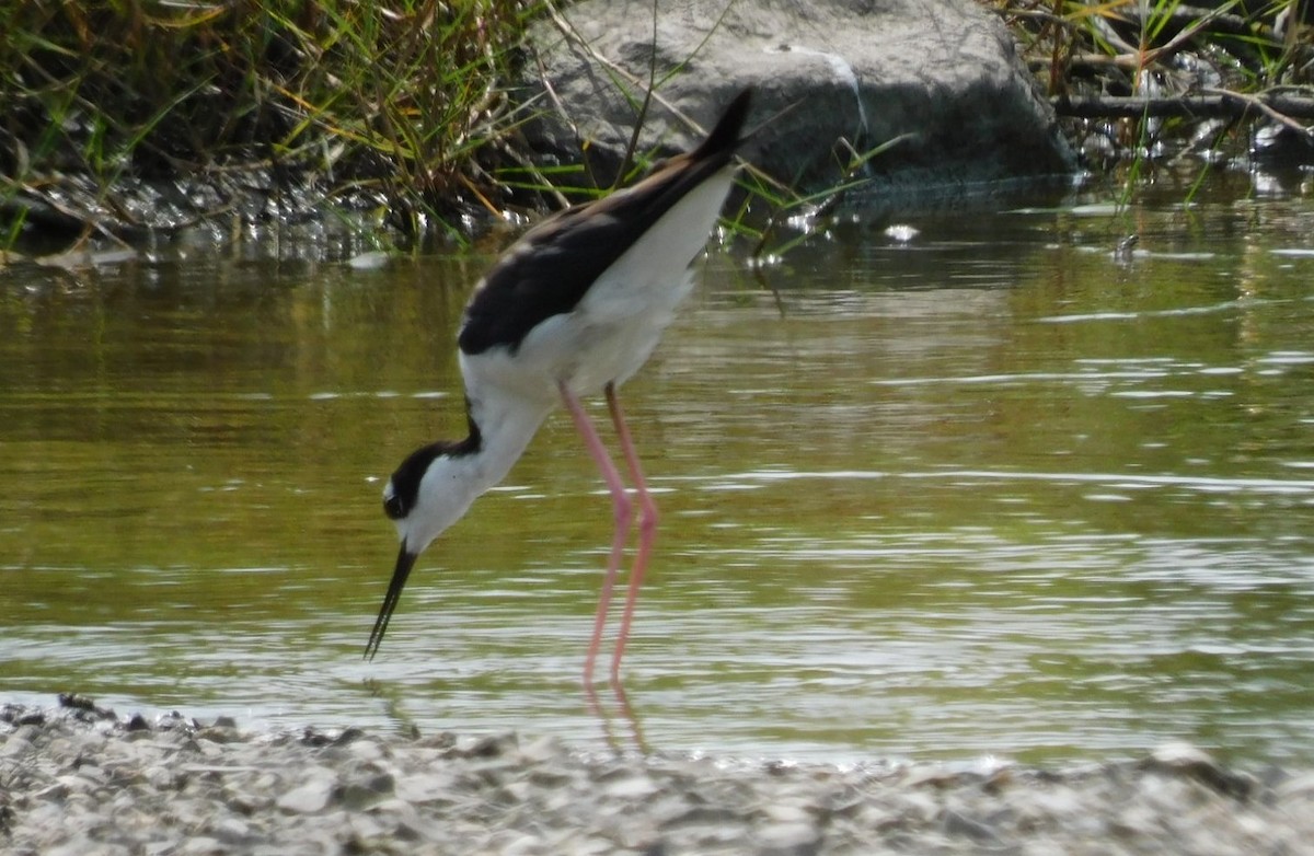 Black-necked Stilt - ML592301901