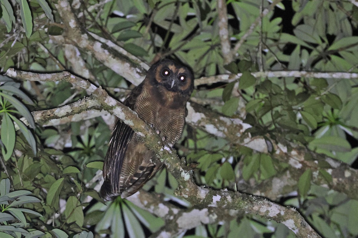 Brown Wood-Owl (Brown) - ML592303361