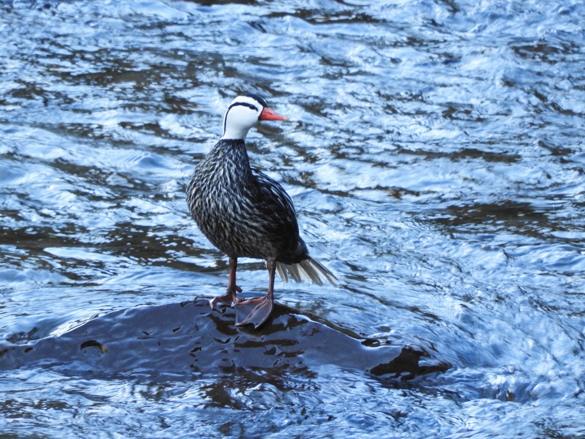 Torrent Duck - ML592305581