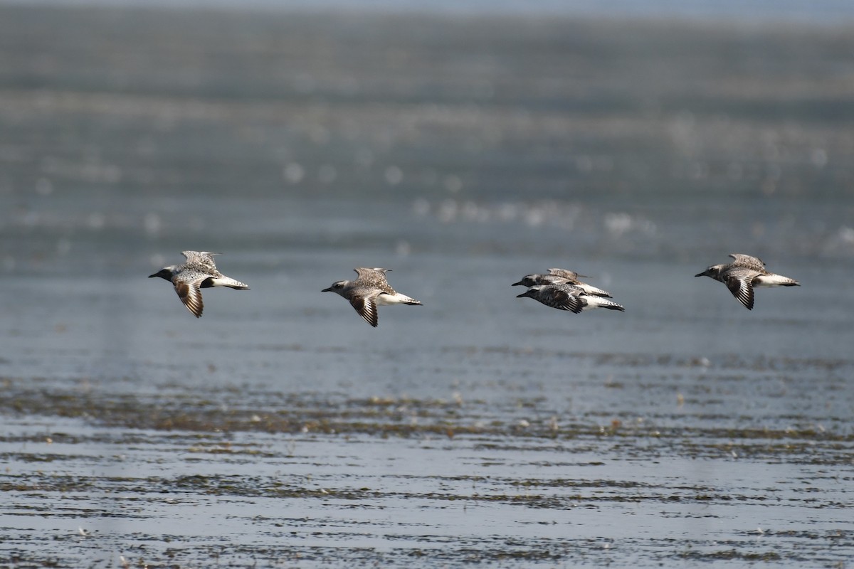 Black-bellied Plover - ML592306361