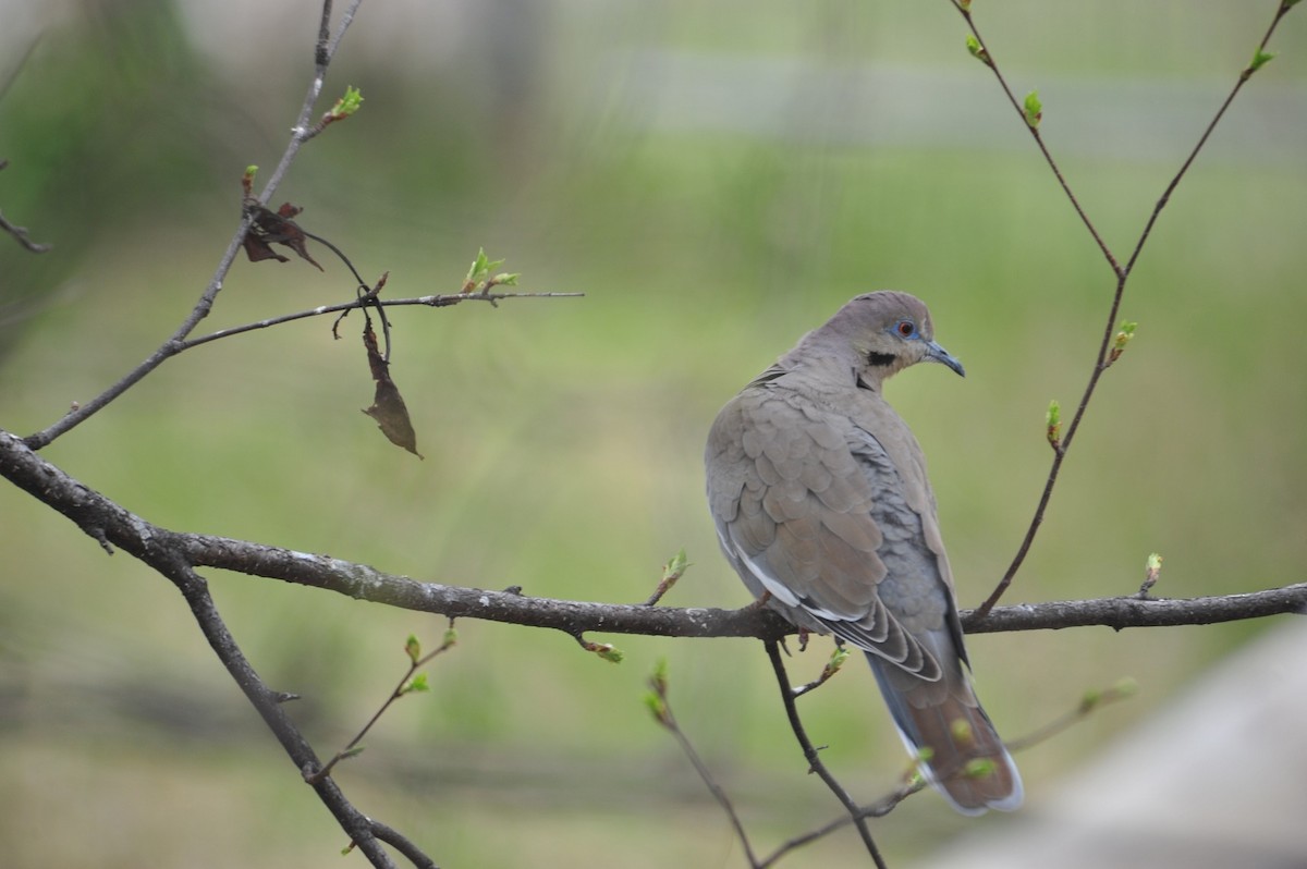 White-winged Dove - ML59230661