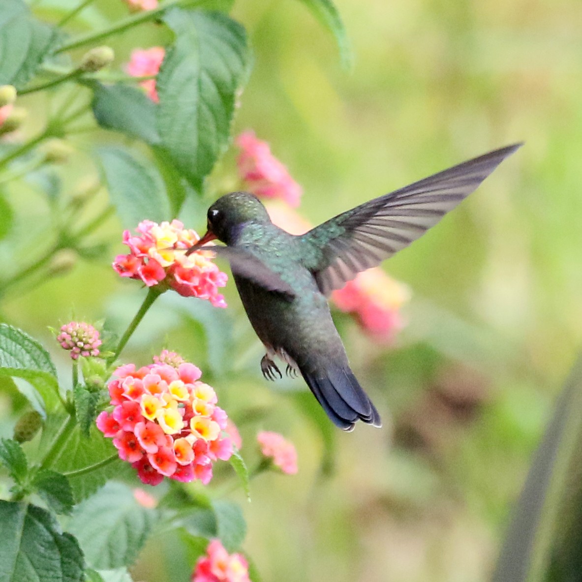 kolibřík zrcadlový - ML59230691