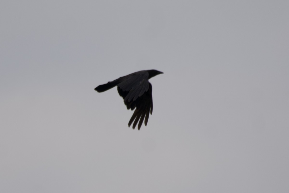 American Crow - ML592307121