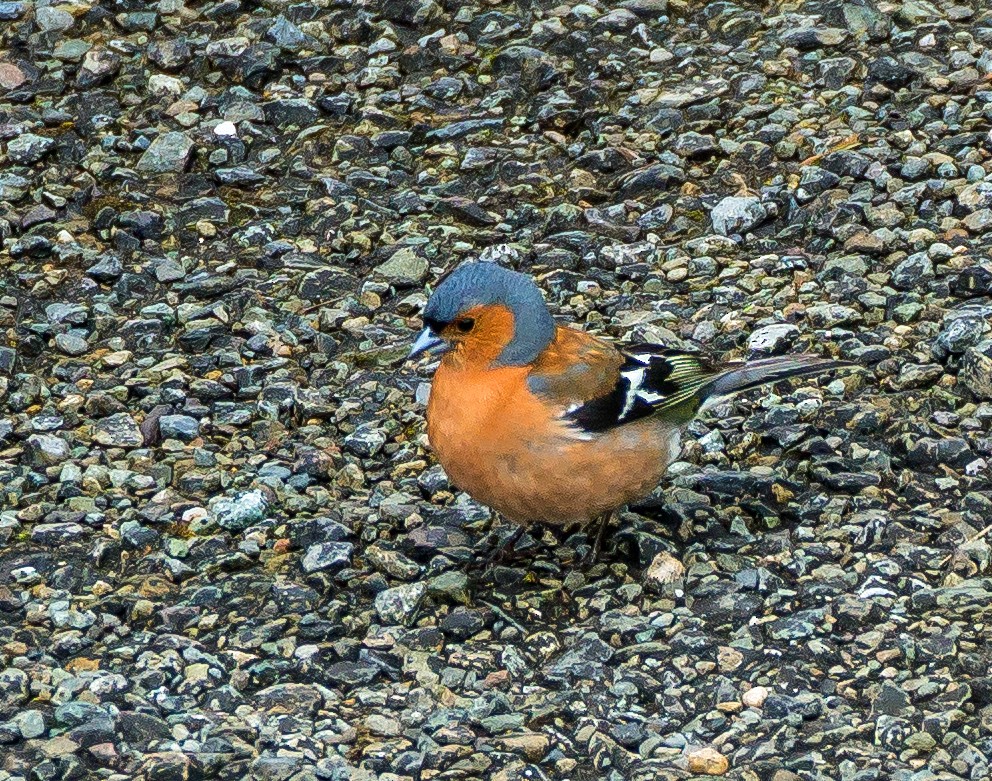 Common Chaffinch - ML592307651