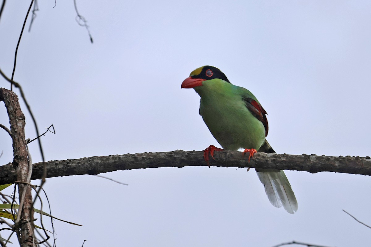 Common Green-Magpie (Common) - ML592308371