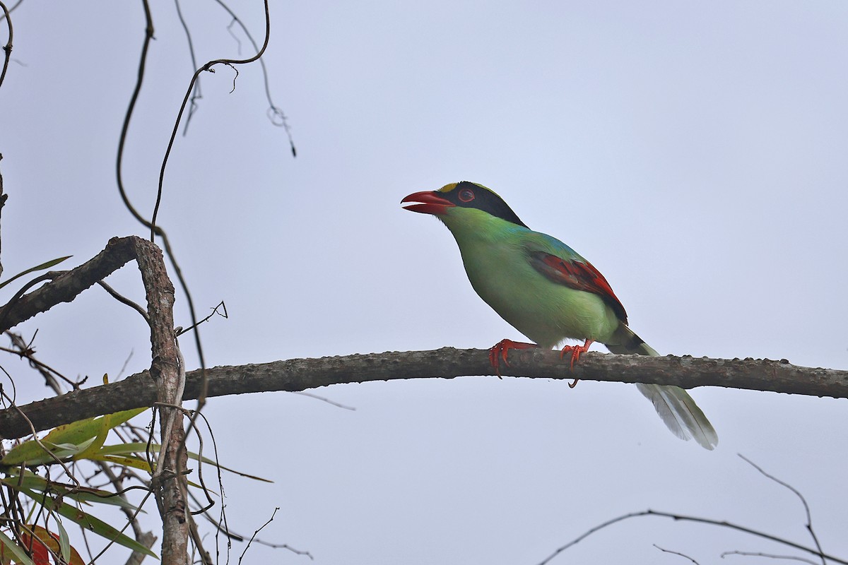 Common Green-Magpie (Common) - ML592308381