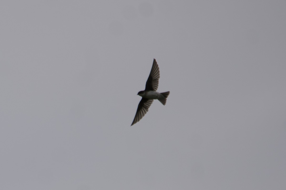 Bank Swallow - ML592308591