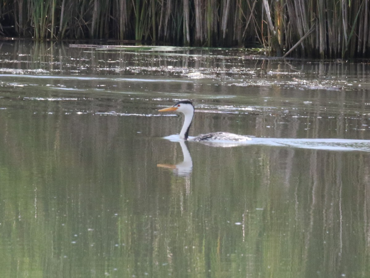 Clark's Grebe - ML592308741