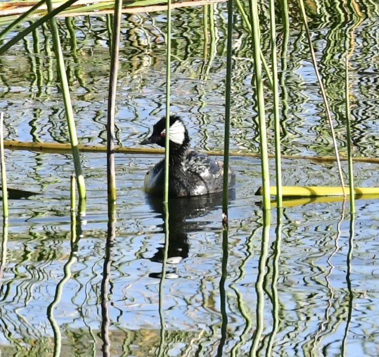 White-tufted Grebe - ML592308991