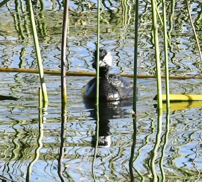 White-tufted Grebe - ML592309111