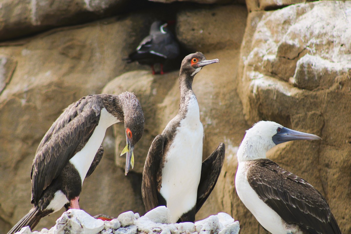 Cormoran de Bougainville - ML592309541