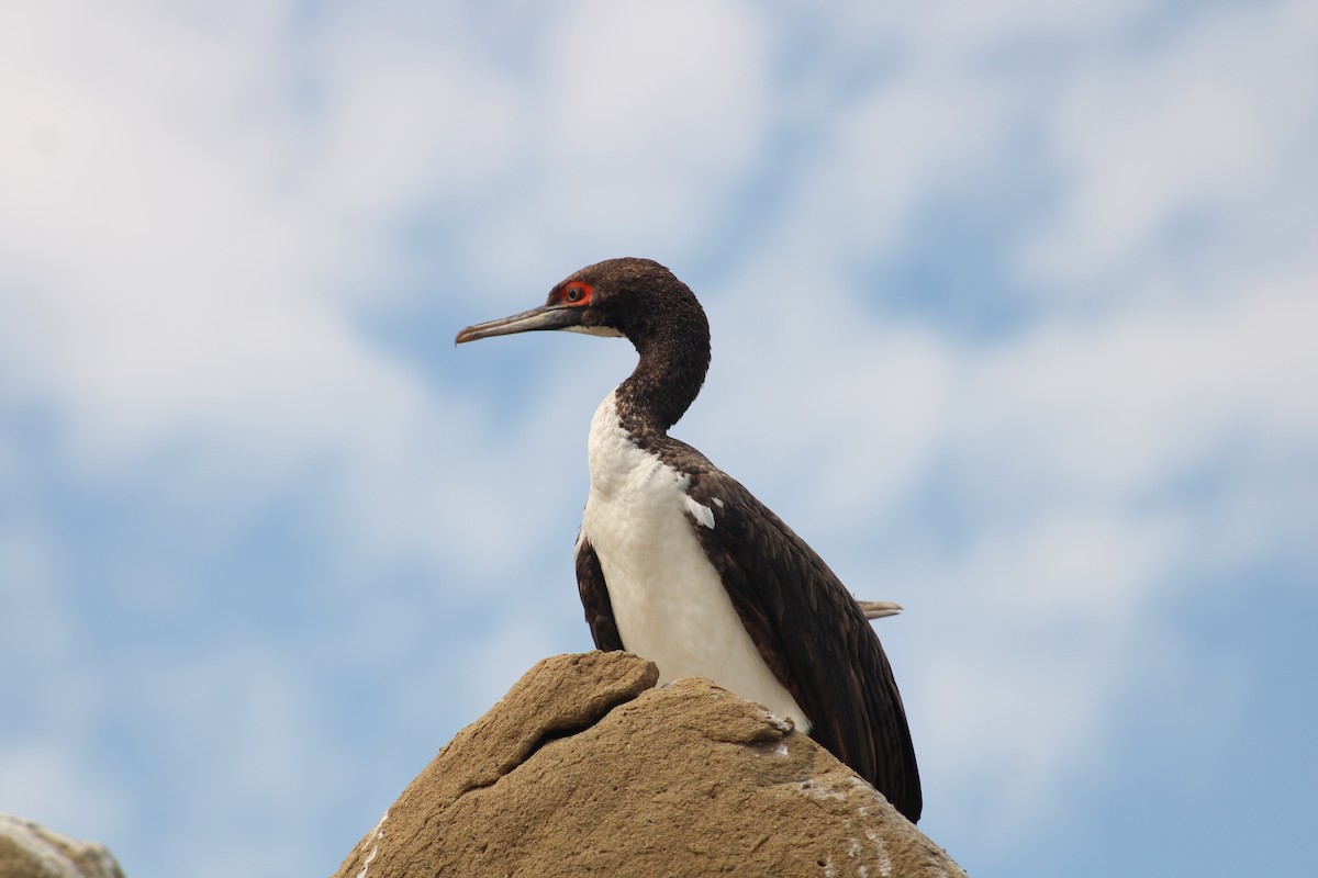 Cormorán Guanay - ML592309931