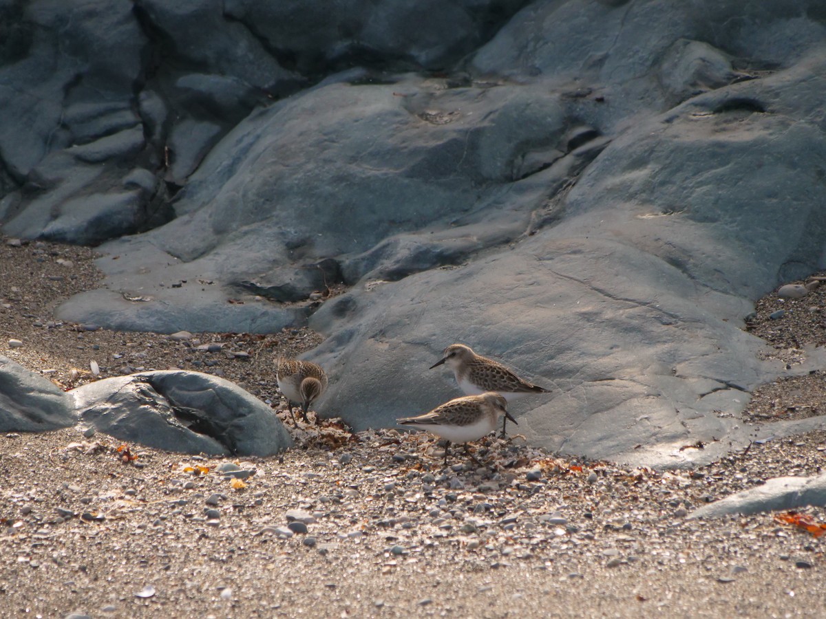 jespák srostloprstý - ML592310461