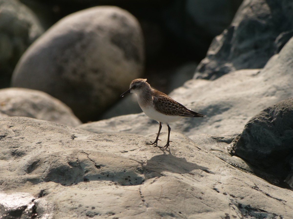 Semipalmated Sandpiper - Chris Thompson