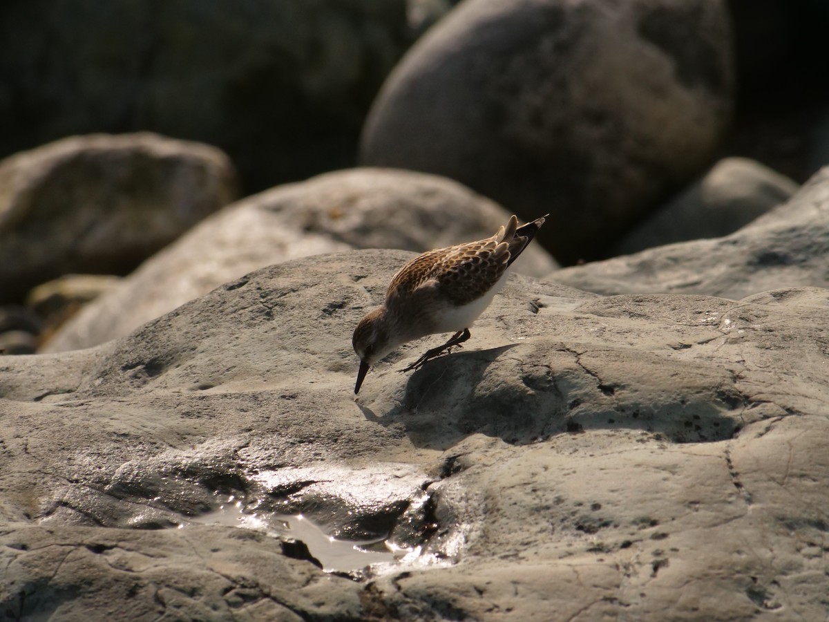 jespák srostloprstý - ML592310481