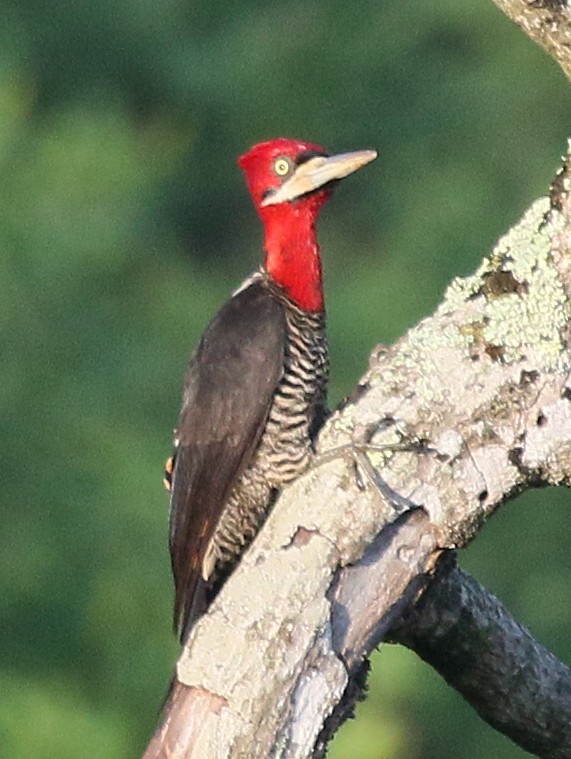 Robust Woodpecker - ML59231051