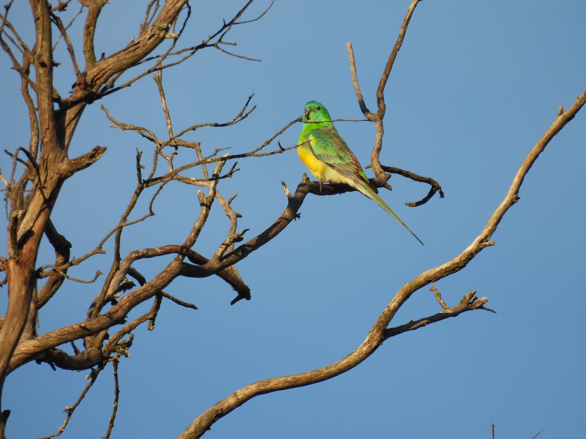 Red-rumped Parrot - ML592311091