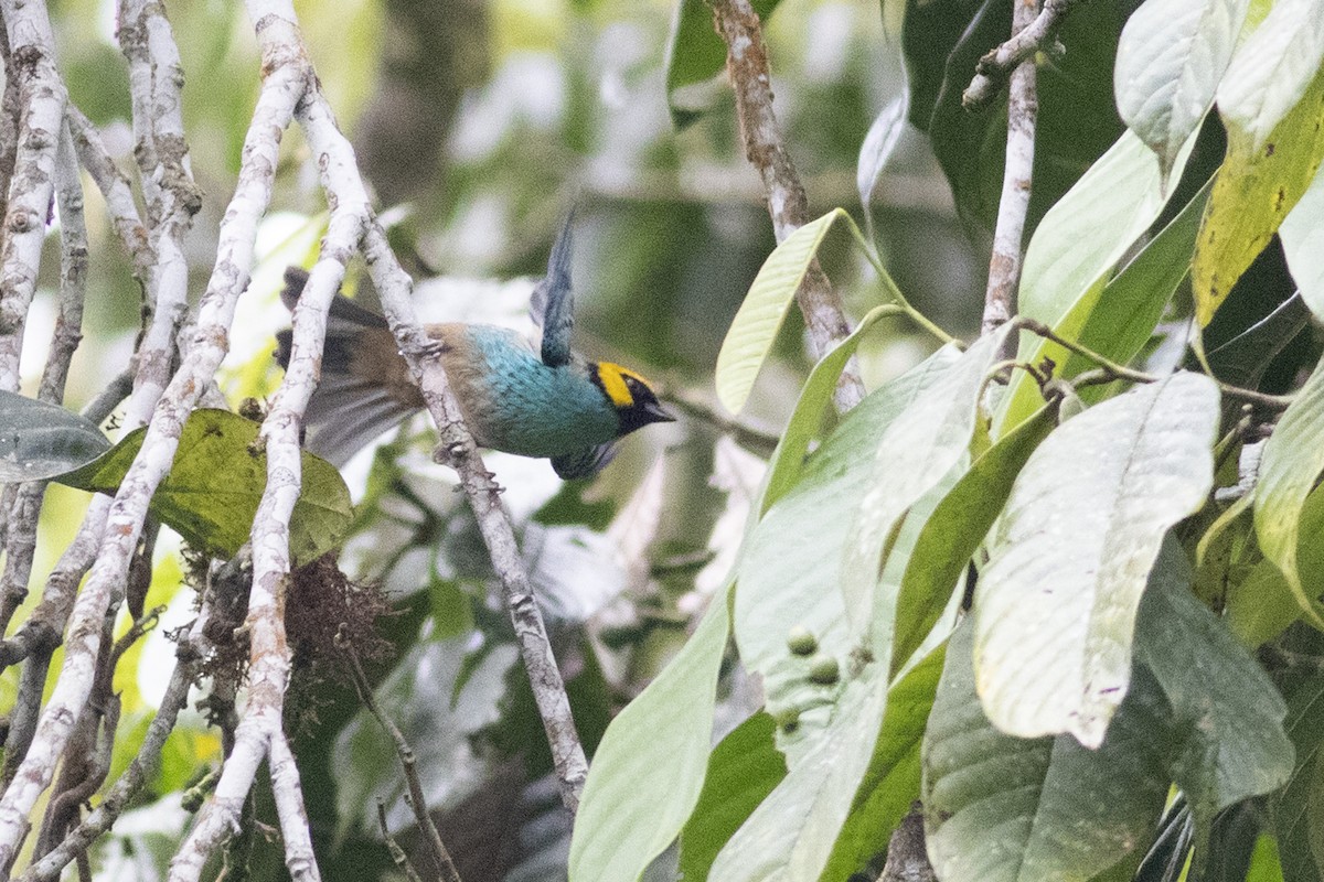 Saffron-crowned Tanager - Jeff 'JP' Peters