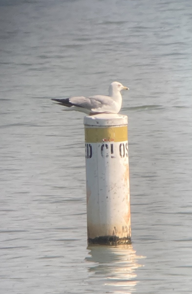 Ring-billed Gull - ML592312541