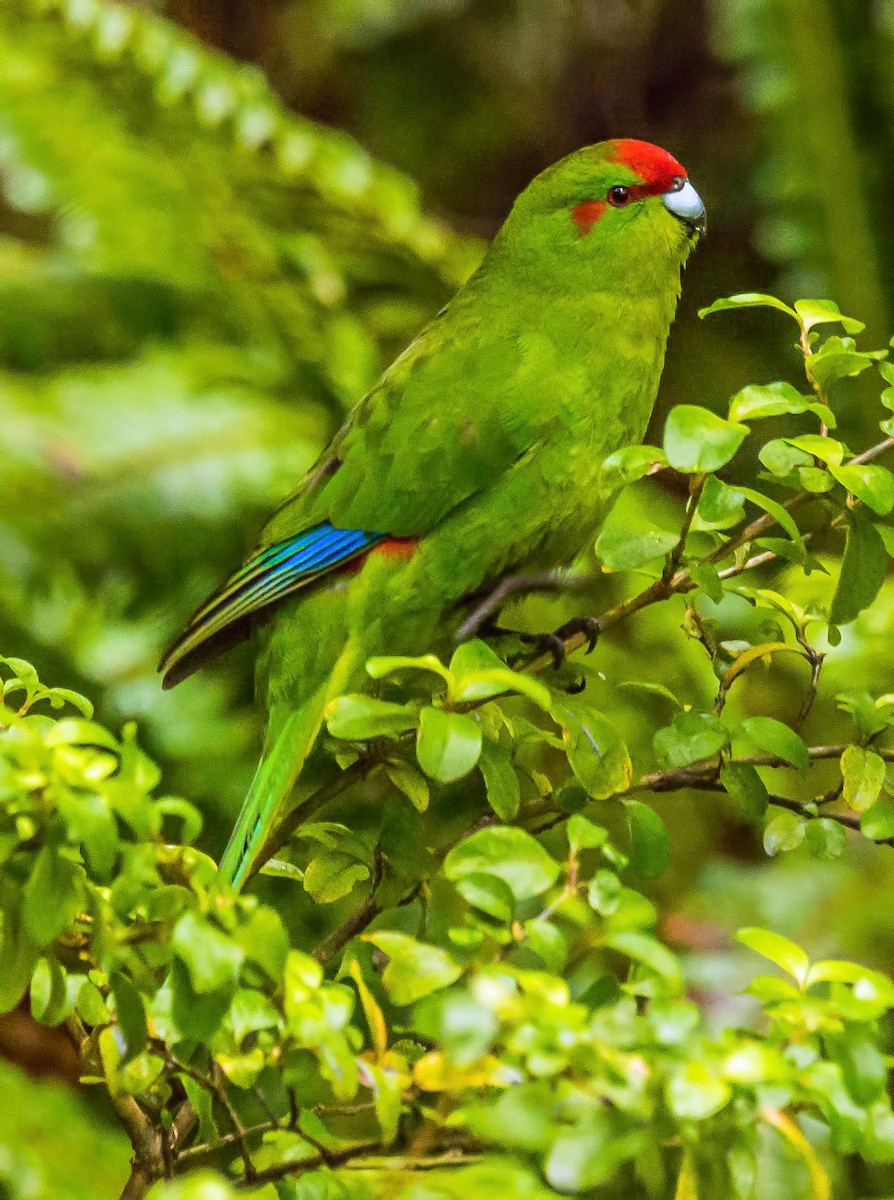Red-crowned Parakeet - Russell Scott