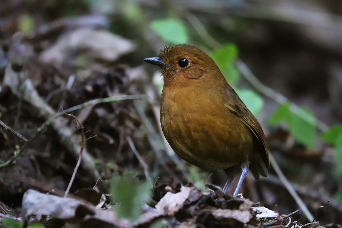 Ayacucho Antpitta - ML592313391