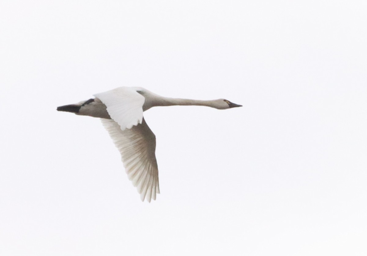 Tundra Swan - ML592313421