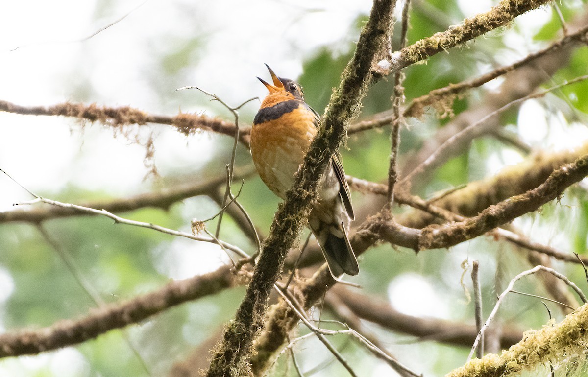 Varied Thrush - ML592313551