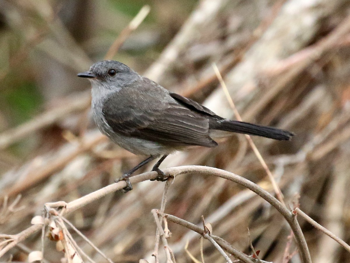 Sooty Tyrannulet - ML59231361