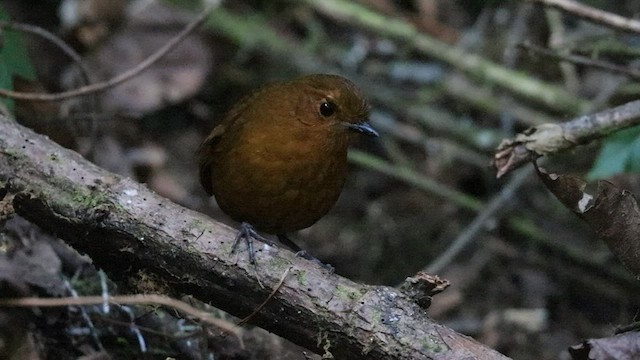 Ayacucho Antpitta - ML592313651