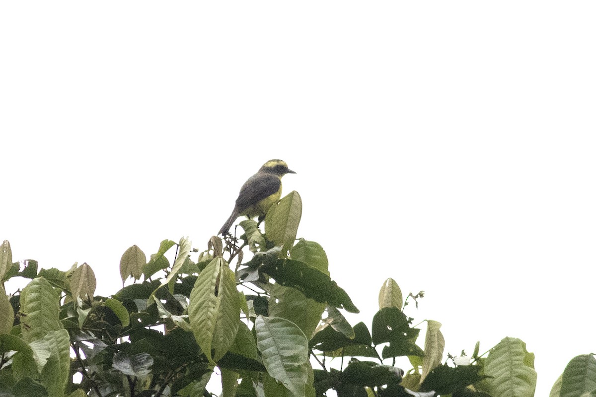 Lemon-browed Flycatcher - ML592313701