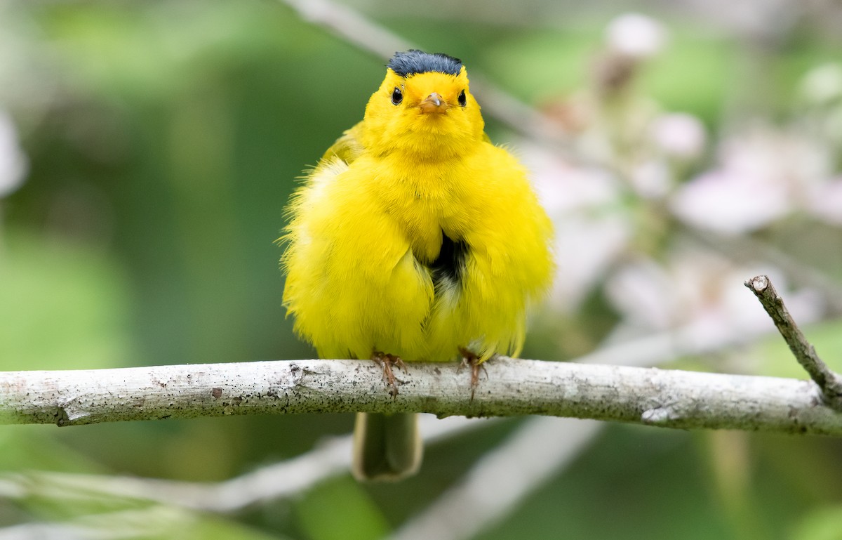 Wilson's Warbler - ML592313811