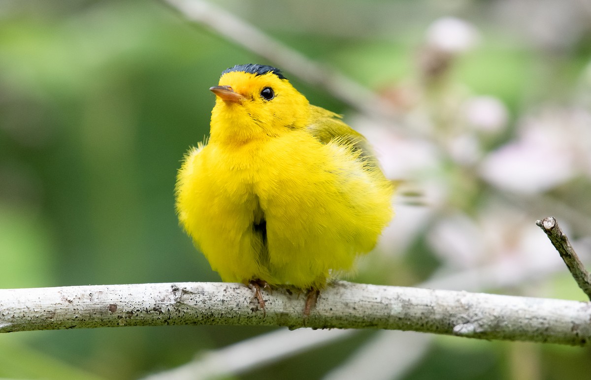 Wilson's Warbler - ML592313821