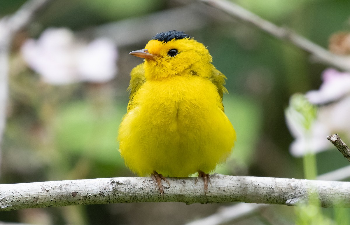 Wilson's Warbler - ML592313831