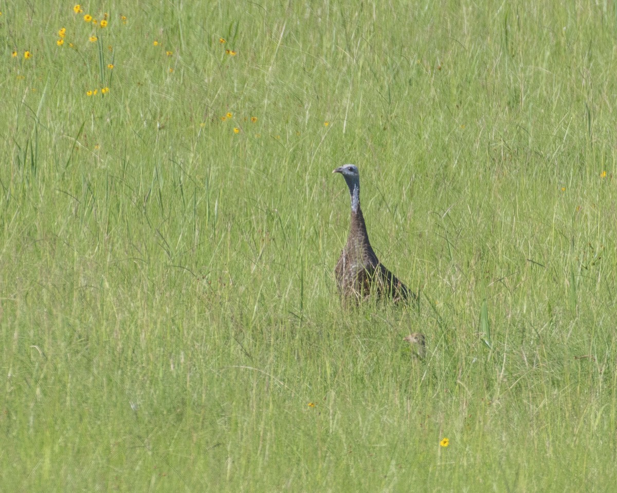 Wild Turkey - Lillie Gibb