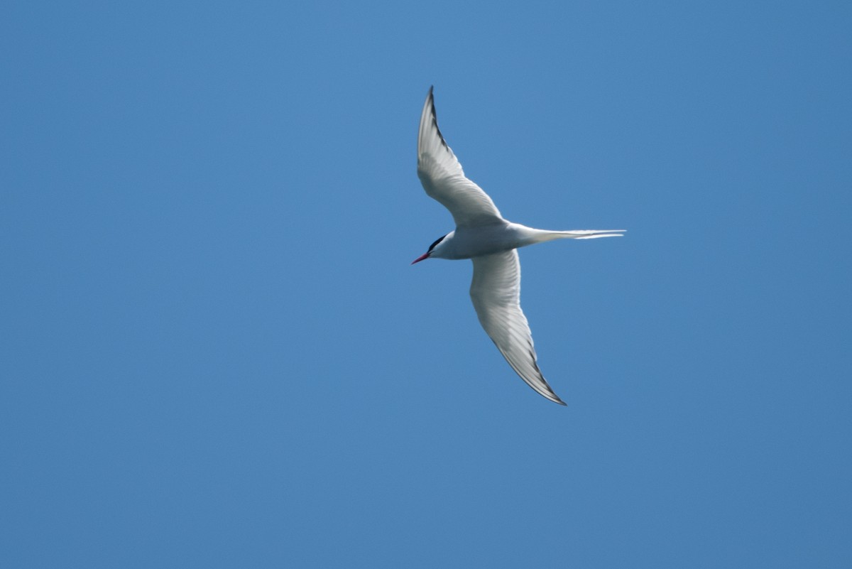 Arctic Tern - ML59231401