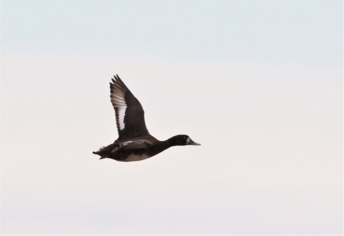 Greater Scaup - ML592314311