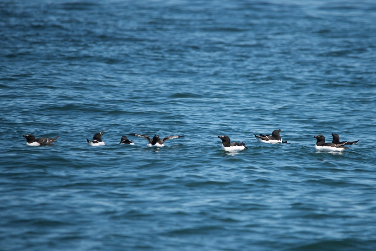 Гагарка мала - ML59231461