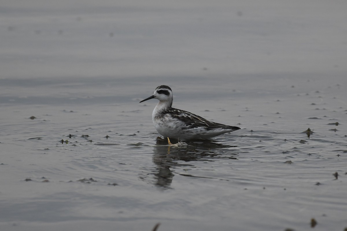 Red-necked Phalarope - Tristan Jobin